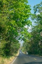 Green Forestry beside road, leaf was made tunnel while drive car