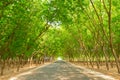 Green Forestry beside road, leaf was made tunnel while drive car