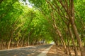 Green Forestry beside road, leaf was made tunnel while drive car