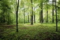 Green forrest in summer europe Royalty Free Stock Photo