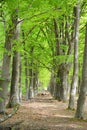 Green forrest woods background with perspective walking path road Royalty Free Stock Photo