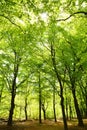 Green forrest woods background with perspective walking path road Royalty Free Stock Photo