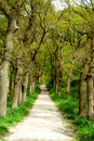 Green forrest woods background with perspective walking path road Royalty Free Stock Photo