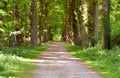 Green forrest woods background with perspective walking path road