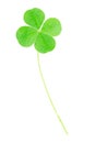 Green four leaf clover