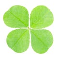 Green four leaf clover