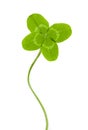 Green four-leaf clover Royalty Free Stock Photo