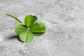 Green four-leaf clover on gray background