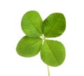 Green four-leaf clover Royalty Free Stock Photo