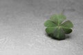 Green four leaf clover on grey table, closeup. Space for text Royalty Free Stock Photo