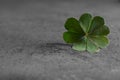 Green four leaf clover on grey table, closeup. Space for text Royalty Free Stock Photo