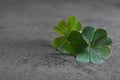 Green four leaf clover on grey table, closeup. Space for text Royalty Free Stock Photo