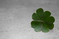 Green four leaf clover on grey table, closeup. Space for text Royalty Free Stock Photo