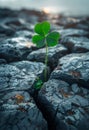 Green four leaf clover growing out of cracked and dried mud