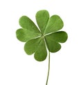 Green four leaf clover isolated on white Royalty Free Stock Photo