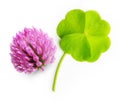 Green four-leaf clover leaf isolated Royalty Free Stock Photo