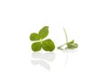 Green four-leaf clover leaf