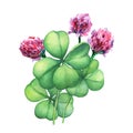 Green four leaf clover with pink flowers. Royalty Free Stock Photo
