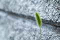 Green fox tail grass flower grew by the wall. Royalty Free Stock Photo