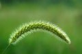 Green foxtail Royalty Free Stock Photo
