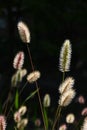 Green foxtail.