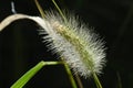 Green foxtail.