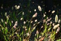 Green foxtail.