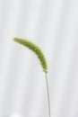 Green foxtail / Background