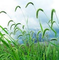 Green foxtail on a blue sky