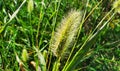 Green Foxtail in Southern Ontario