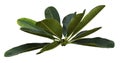 Green fragipani plumeria leaves