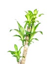 Green fragrans cornstalk dracaena isolated on white background Royalty Free Stock Photo