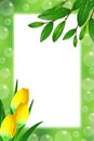 Green frame with leaves, tulips and soap bubbles Royalty Free Stock Photo