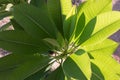 Green frangipani leaf, plumeria leaf.