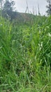 Green frash grass on the grownd in the nature Royalty Free Stock Photo