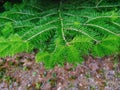 Green Frasier fir Royalty Free Stock Photo