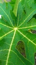Green and freesh papaya leaf in soil earth, wallpaper Royalty Free Stock Photo