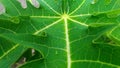 Green and freesh papaya leaf in soil earth, wallpaper Royalty Free Stock Photo