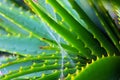 Green and fresh Aloe leaves