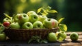 Green fresh apples in wicker basket on old wooden table in garden. Organic apples outdoor after picking in orchard Royalty Free Stock Photo