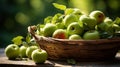 Green fresh apples in wicker basket on old wooden table in garden. Organic apples outdoor after picking in orchard Royalty Free Stock Photo