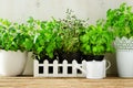 Green fresh aromatic herbs - melissa, mint, thyme, basil, parsley in pots, watering can on white and wooden background Royalty Free Stock Photo