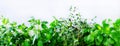 Green fresh aromatic herbs - melissa, mint, thyme, basil, parsley on white background. Banner collage frame from plants