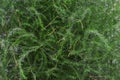 Green fresh asparagus fern grass leaves macro bright nature wallpaper Royalty Free Stock Photo