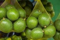 Green fresh Avocados fruit in mesh bag background closeup Royalty Free Stock Photo