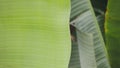 green and fresh background of banana leaves texture Royalty Free Stock Photo