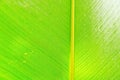 Green fresh banana leaf texture. Royalty Free Stock Photo