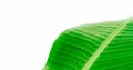 Green fresh banana leaf wavy structure macro photo with visible leaf veins and grooves as a natural texture green background Royalty Free Stock Photo