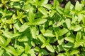 Green  fresh basil grows Royalty Free Stock Photo