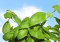 Green fresh basil herbs plant in summertime